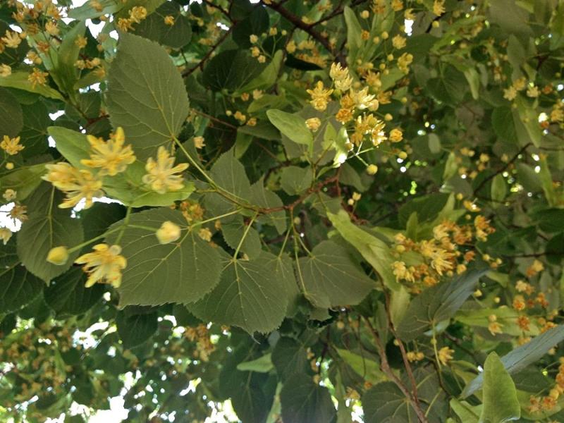 Basswood trees, also called American linden, are among the few flowering trees that bloom in summer. SUBMITTED PHOTO